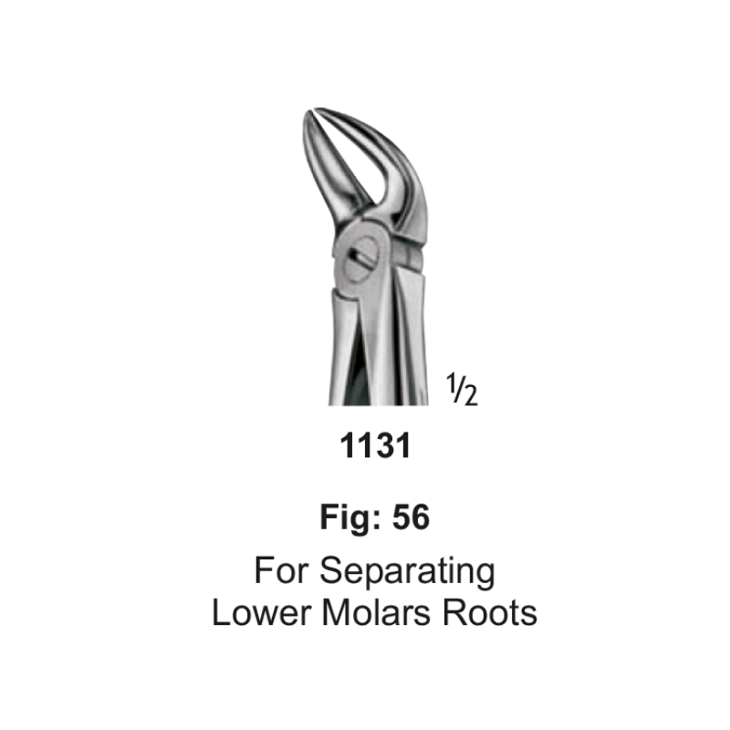 Tooth Forceps, for separating lowar molars roots, fig: 56